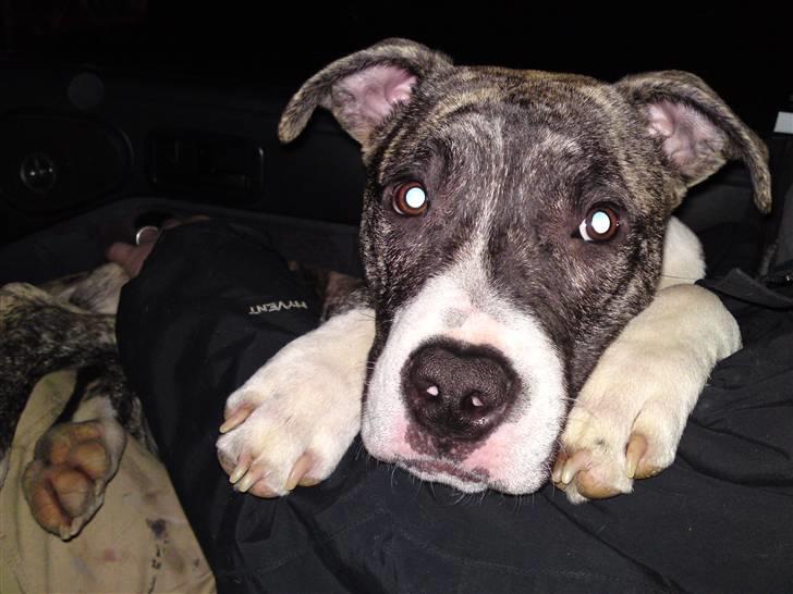 Amerikansk staffordshire terrier coda billede 11