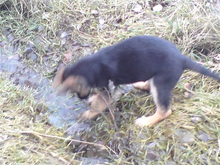 Schæferhund Alderslyst Xandra (Chili) billede 9