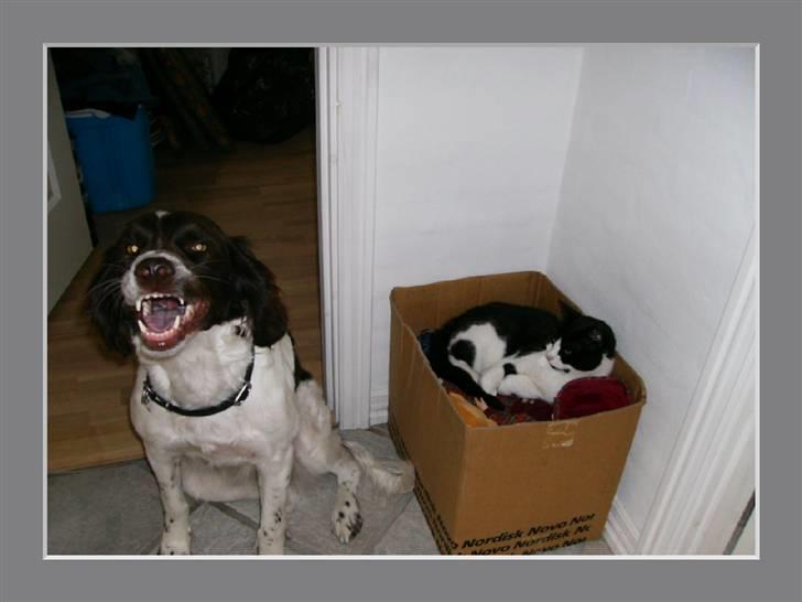 Drentsche patrijshond Kathinka Anjo v Drienerma - Pivsen en af mine bedste venner billede 10