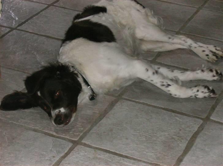 Drentsche patrijshond Kathinka Anjo v Drienerma - sover:) billede 11