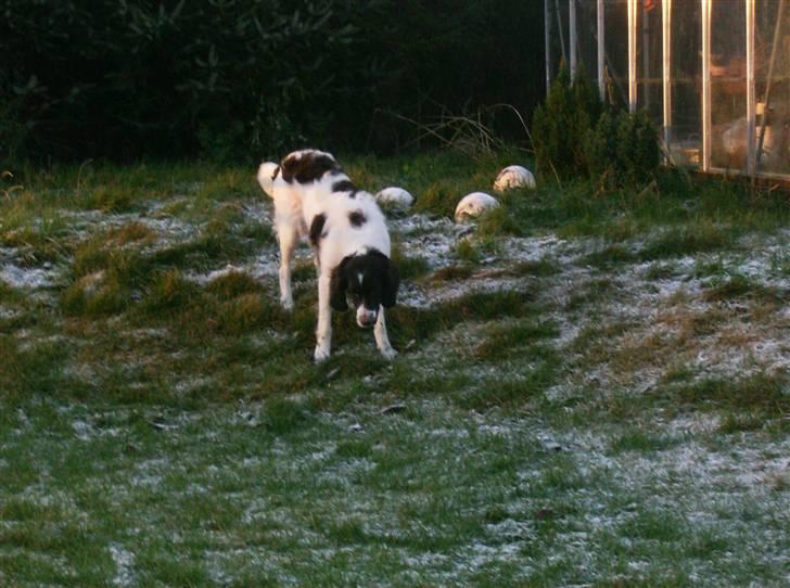 Drentsche patrijshond Kathinka Anjo v Drienerma billede 12