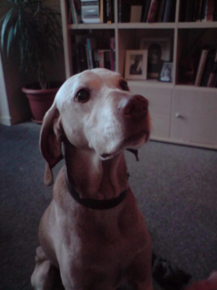 Vizsla Platon - Han er ikke glad for at blive taget billeder af , men det lykkedes efter 20 gange :D billede 1