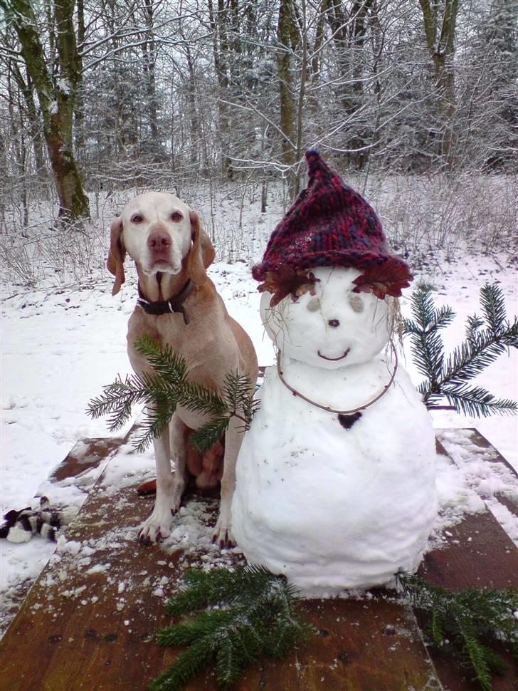 Vizsla Platon - Her er han så sammen med Maria og Mins snemand billede 2