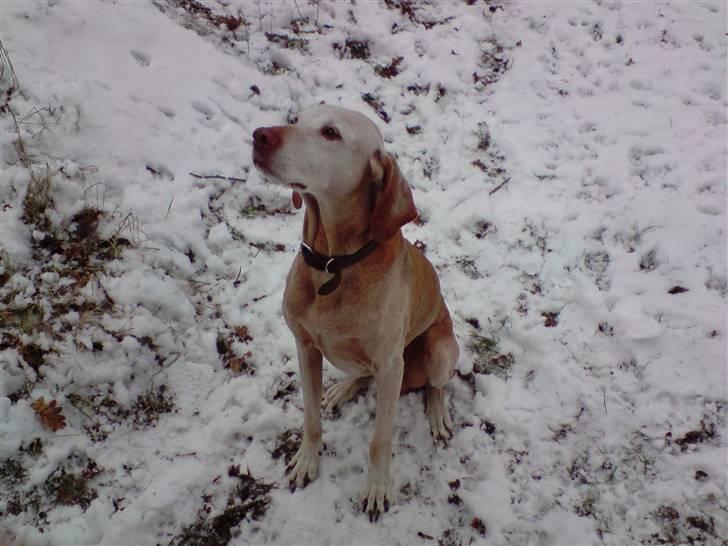 Vizsla Platon - "Må jeg ikke nok lege med de andre?" billede 3