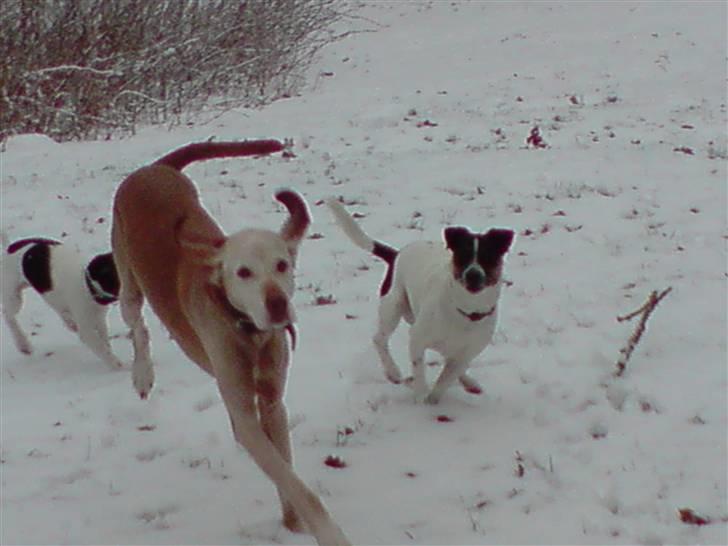 Vizsla Platon - Han elsker at lege med andre hunde :)  billede 4