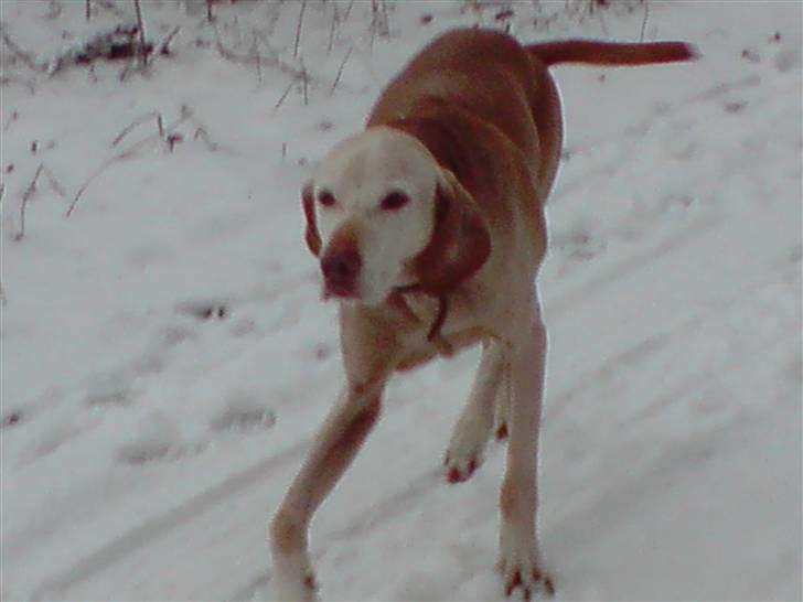 Vizsla Platon - Han ser lidt træt ud efter den lange gå-tur i sneen :) billede 5