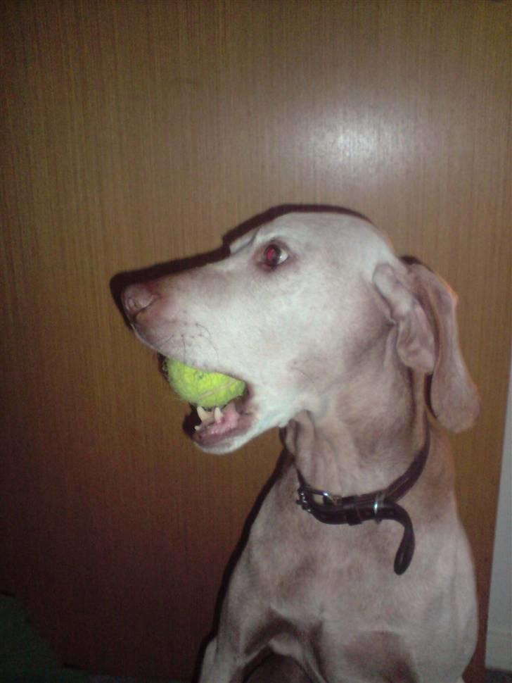 Vizsla Platon - Her sidder han med sin bold der piber. Han elsker den bold overalt på jorden :) billede 6