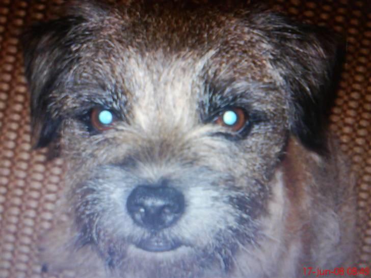 Border terrier Konghans ¤ Elsker dig ¤   - du er så smuk miin lille skath  billede 15