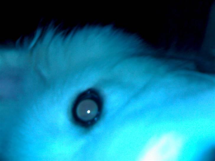 Samojedhund Mickey billede 9