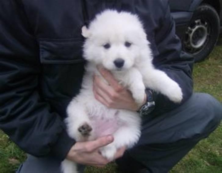 Samojedhund Mickey - 8 uger billede 10