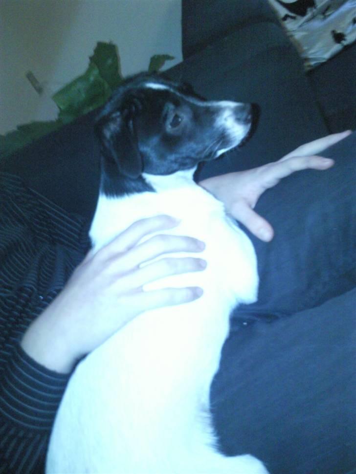 Dansk svensk gaardhund Bailey billede 1