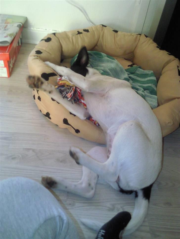 Dansk svensk gaardhund Bailey billede 2