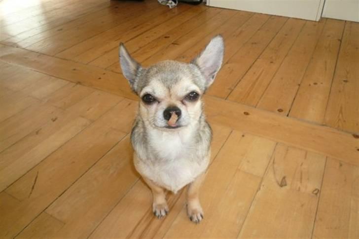 Chihuahua Hamlet - Mon mor kan se jeg lige har støvsuget gulvet for gamle madrester?? billede 1