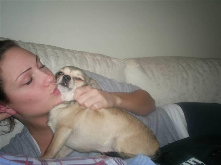 Chihuahua Hamlet - Eiii du kysser mig hele tiden, det altså pinligt når vi får taget billeder. billede 2