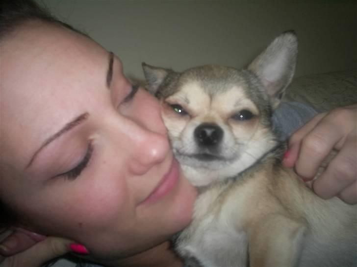 Chihuahua Hamlet - Nusse nusse nusse.... billede 3