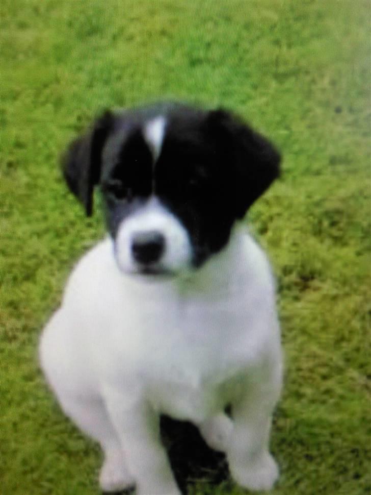 Dansk svensk gaardhund Bailey billede 3