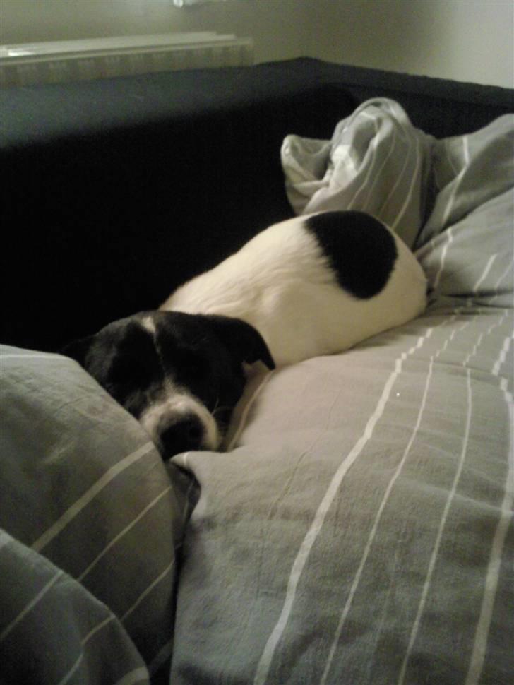 Dansk svensk gaardhund Bailey billede 4