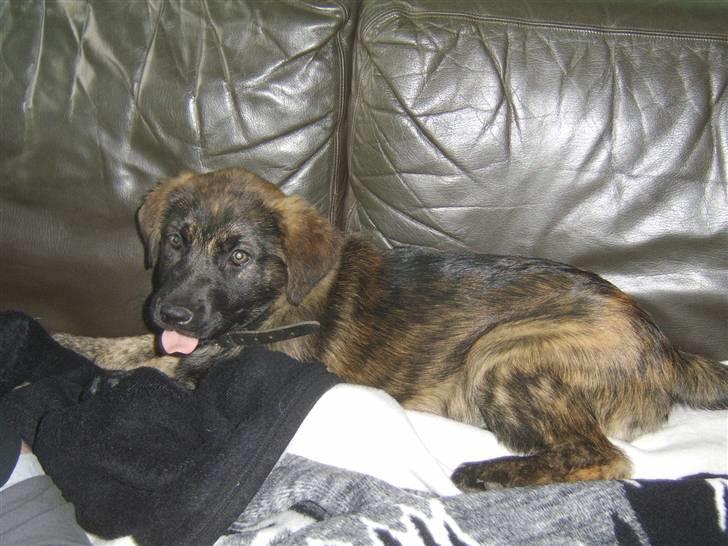 Blanding af racer Donna billede 5