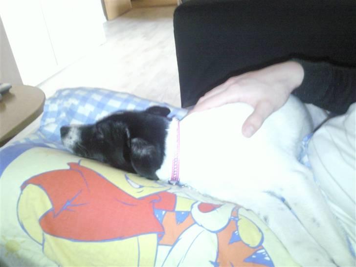 Dansk svensk gaardhund Bailey billede 5