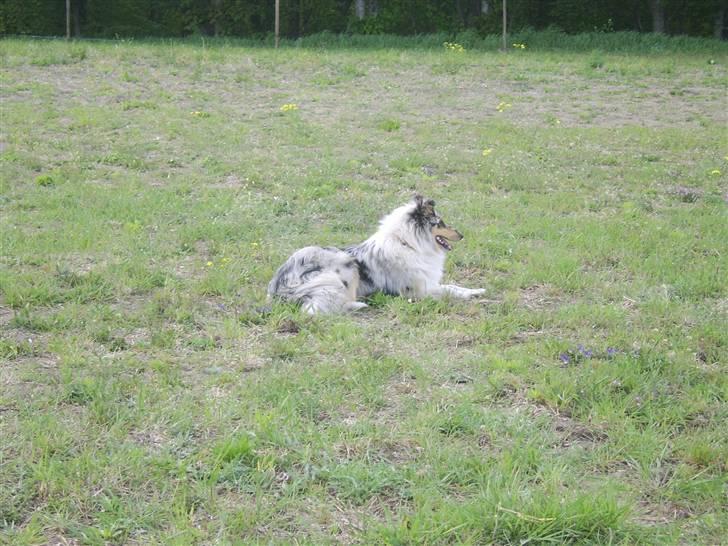 Collie langhåret Sille  billede 18