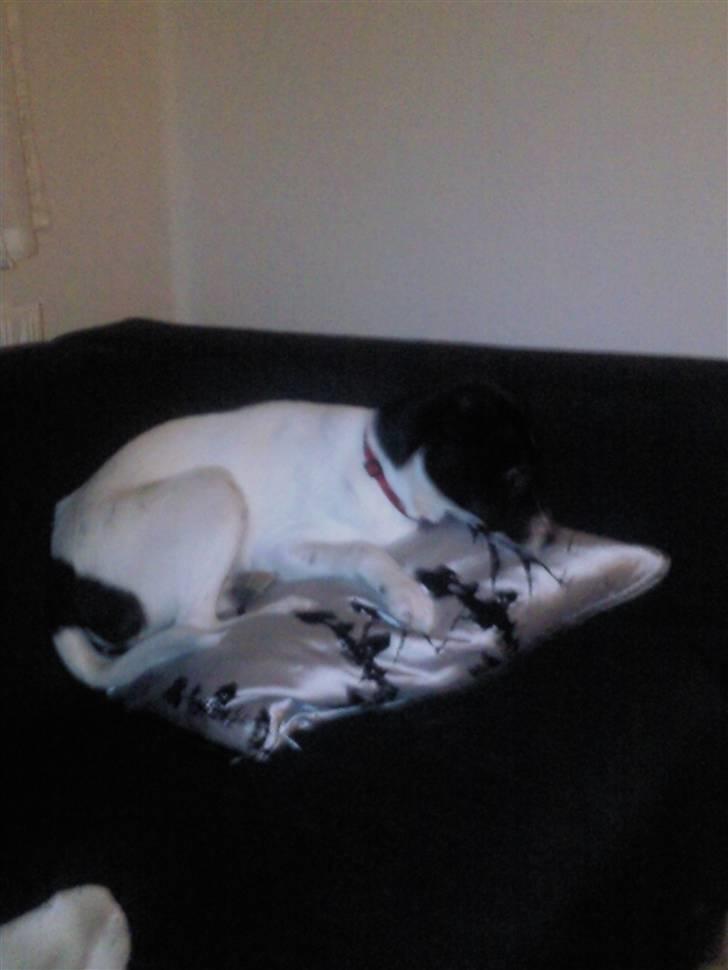 Dansk svensk gaardhund Bailey billede 6