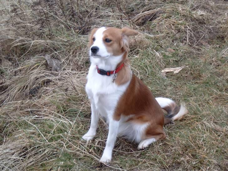 Blanding af racer Lucky - Er jeg ikke bare " for lækker"? billede 2