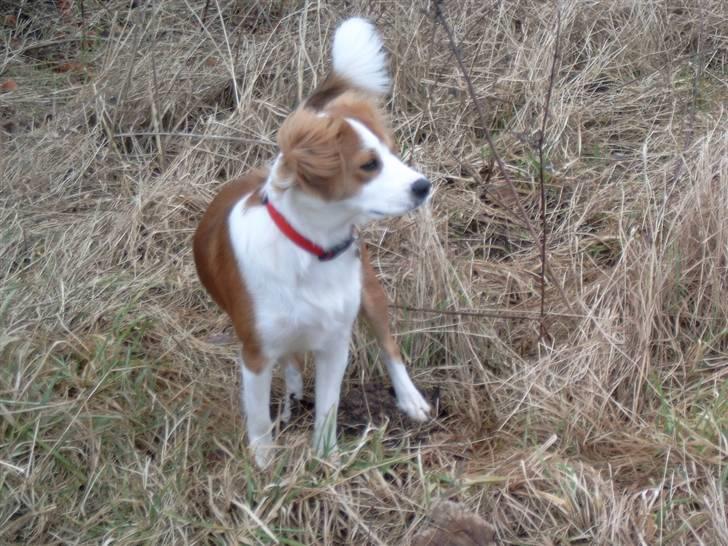 Blanding af racer Lucky - er der nogen der kalder på mig billede 3