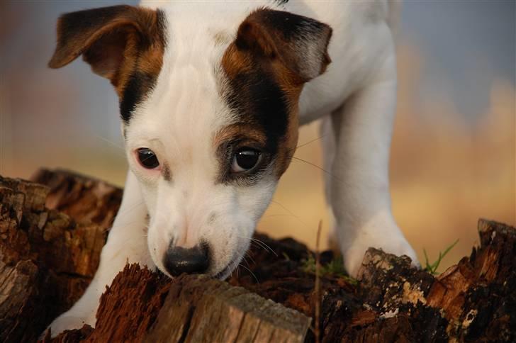 Jack russell terrier Fritta billede 1