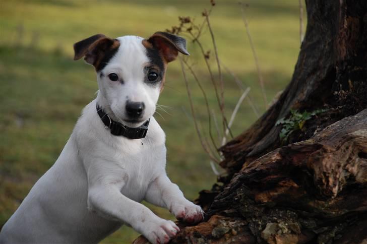 Jack russell terrier Fritta billede 2