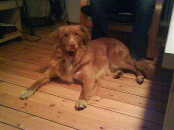 Nova scotia duck tolling retriever Anton billede 1