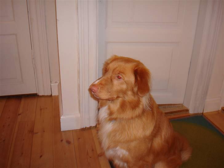 Nova scotia duck tolling retriever Anton billede 3