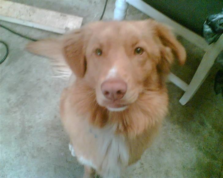 Nova scotia duck tolling retriever Anton billede 4