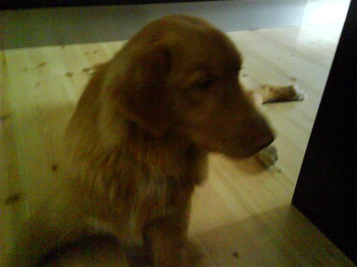 Nova scotia duck tolling retriever Anton billede 6