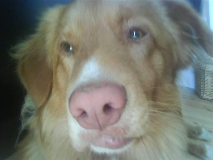 Nova scotia duck tolling retriever Anton billede 8