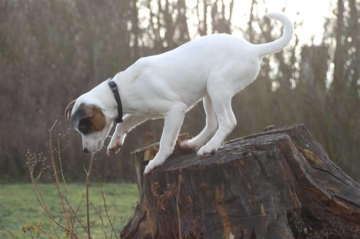 Jack russell terrier Fritta billede 3