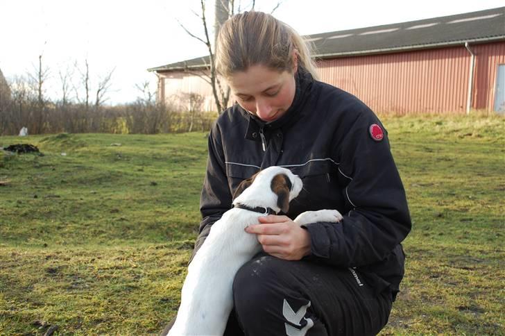 Jack russell terrier Fritta billede 4