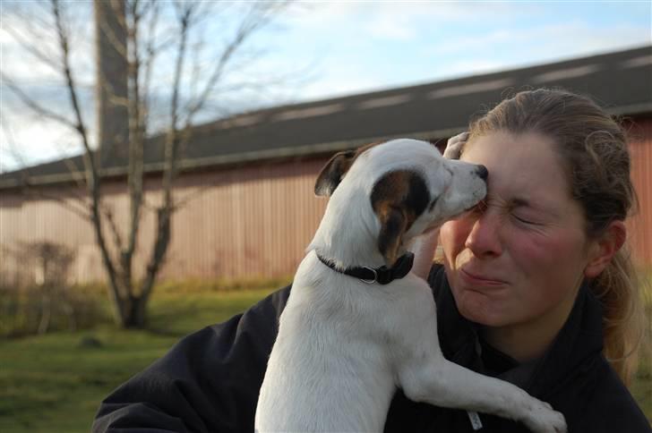 Jack russell terrier Fritta billede 5
