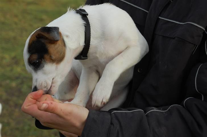 Jack russell terrier Fritta billede 6