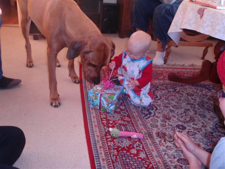 Rhodesian ridgeback Tessa - Her møder Tessa min kusine på 1 år for første gang:) billede 1