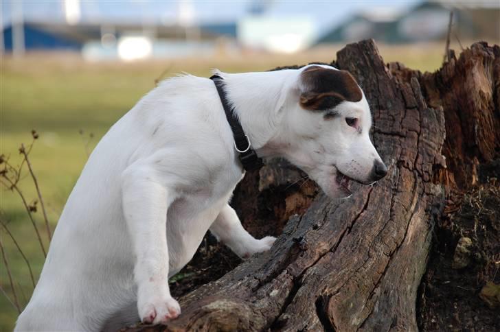 Jack russell terrier Fritta billede 8