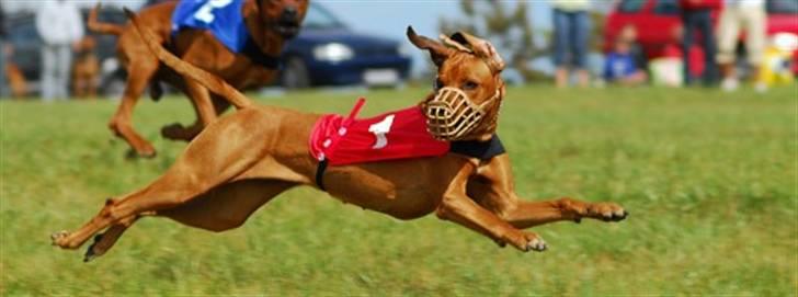 Rhodesian ridgeback Tessa - Her er Tessa til lurecoursing. billede 3