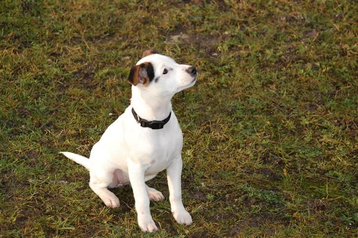 Jack russell terrier Fritta billede 9