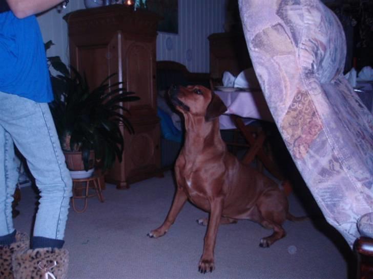 Rhodesian ridgeback Tessa - Mig og Tessa:) billede 4