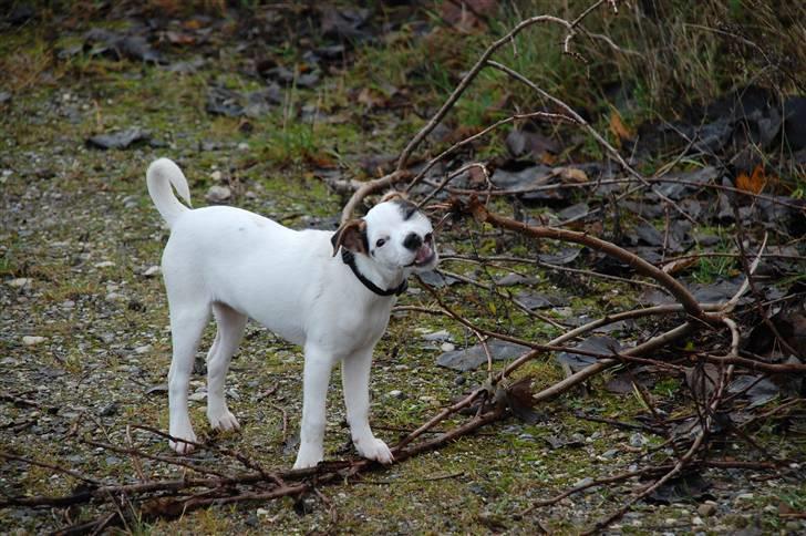 Jack russell terrier Fritta billede 10