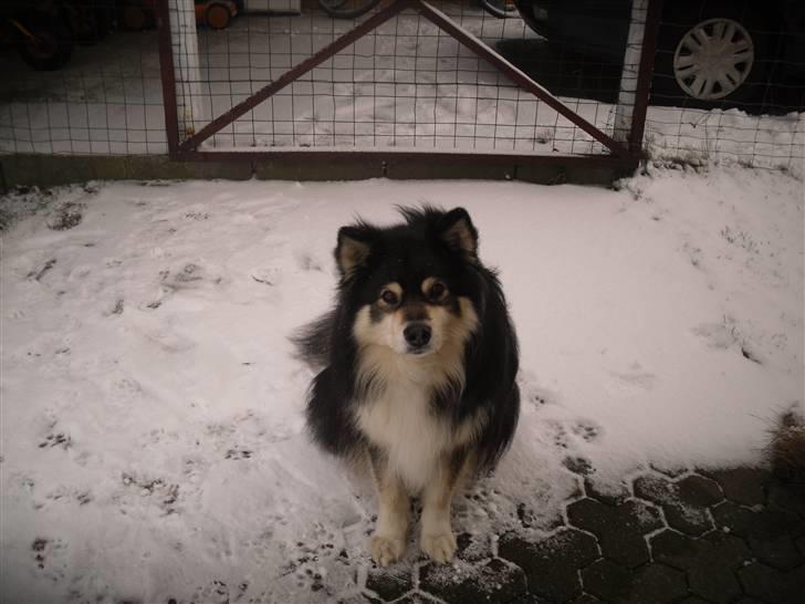 Finsk lapphund Teizon - *DØD* billede 15