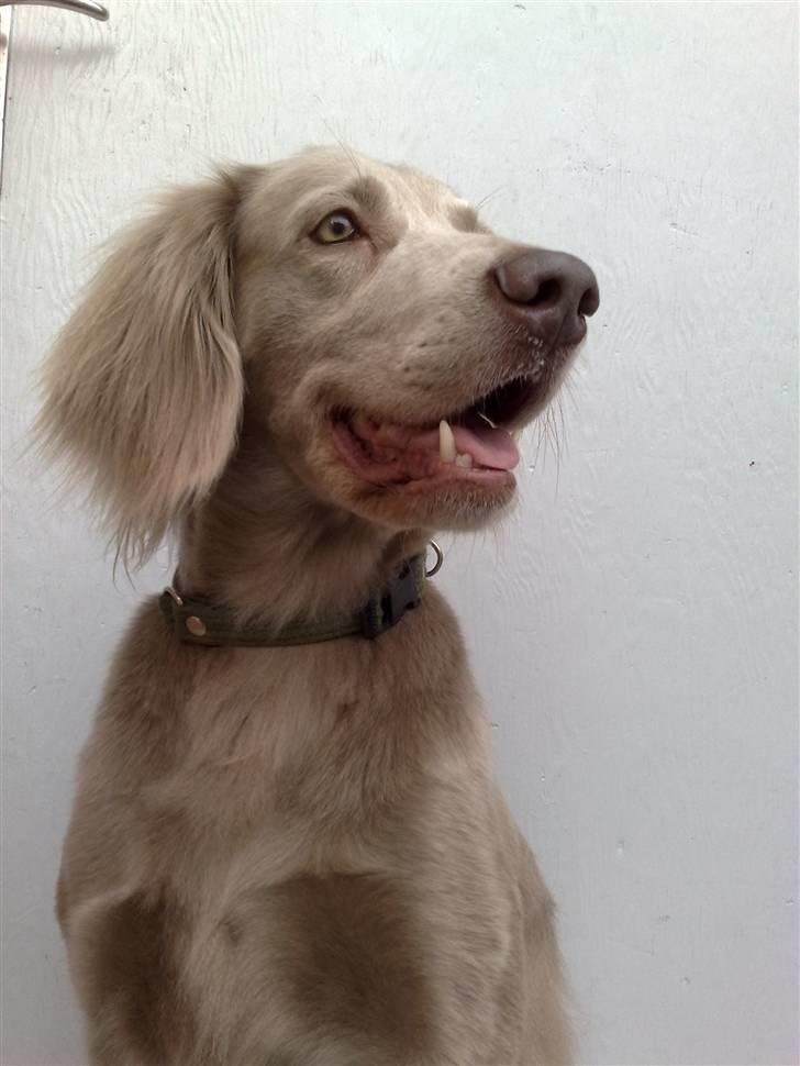 Langhåret Weimaraner Luna - Luna sidder stolt på toppen af en 4 trins trappe (; billede 5