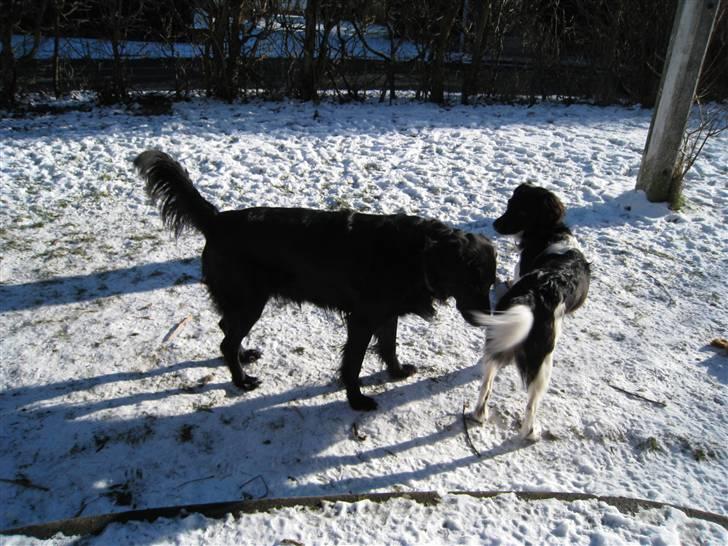 Flat coated retriever Smilla R.I.P <3.. - smilla og bella i sneen billede 14