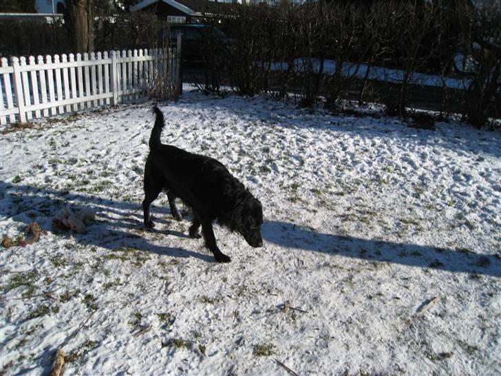 Flat coated retriever Smilla R.I.P <3.. - smilla i sneen billede 15