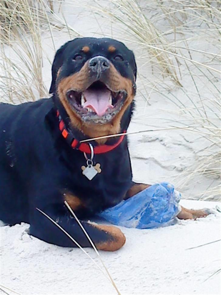 Rottweiler Nanna billede 8