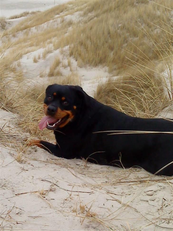 Rottweiler Nanna billede 10